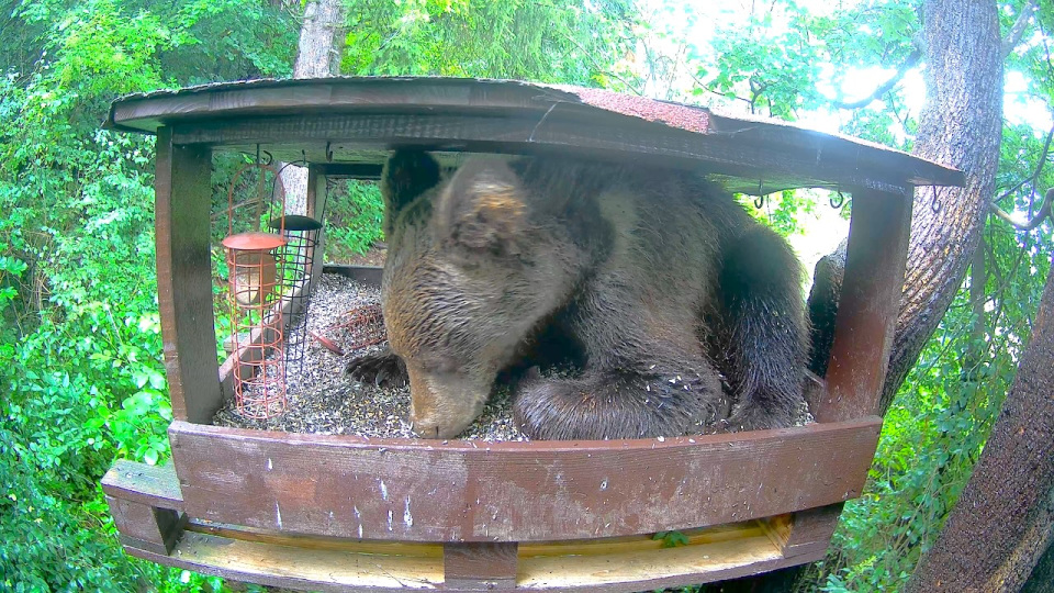 Zvieracia reality show