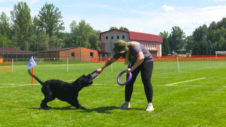 Dog Puller preteky